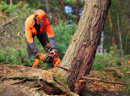 Why Choose Our Tree Removal Services in Lawton, MI?