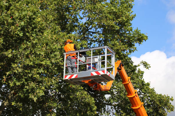 Best Seasonal Cleanup (Spring/Fall)  in Lawton, MI