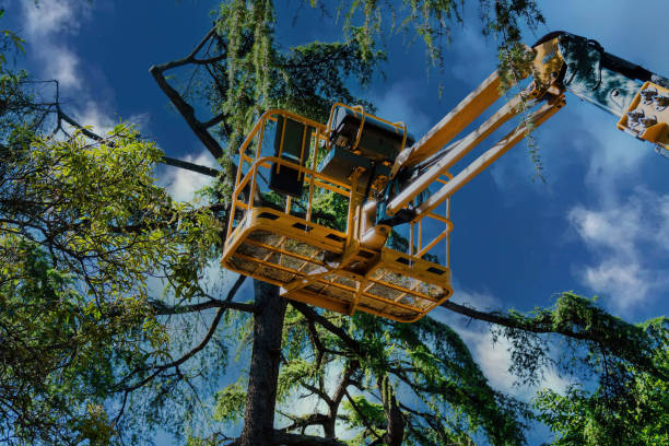 Lawton, MI  Tree Services Company